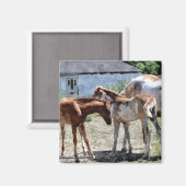 Mooie Equines Paard-liefhebber's Gift Magneet (Voorkant / Achterkant)
