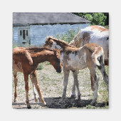 Mooie Equines Paard-liefhebber's Gift Magneet (Voorkant)