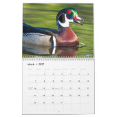 Mooie Eucks fotografie Kalender (Mar 2027)
