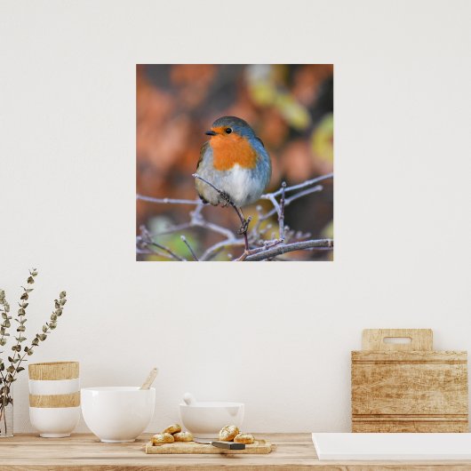 Mooie Europese Robin Poster (Keuken)
