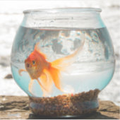 Mooie fantail goudvis in kom van Ocean Sticker (Voorkant)