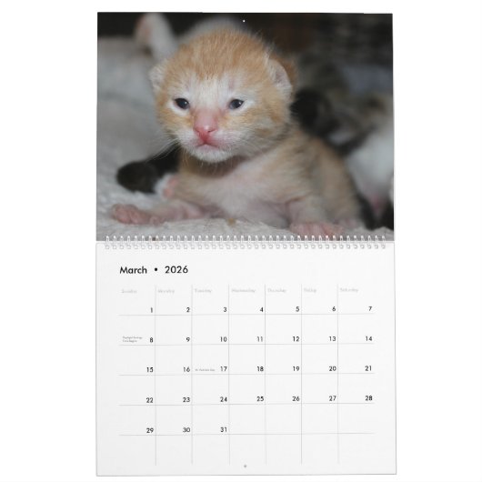 MOOIE FELINES KALENDER (Mar 2026)