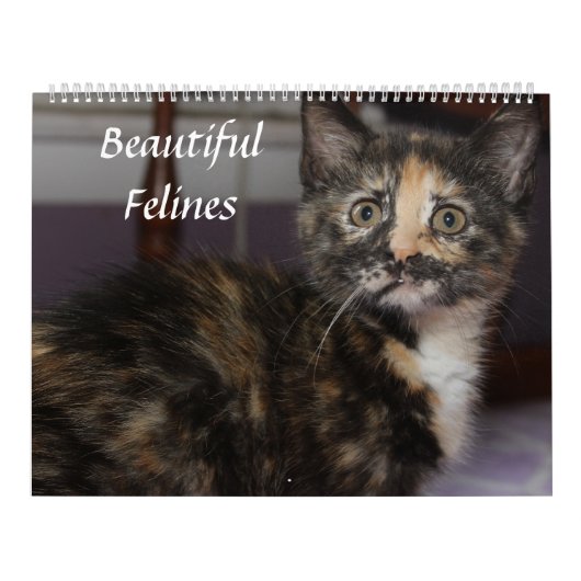 MOOIE FELINES KALENDER (Hoes)