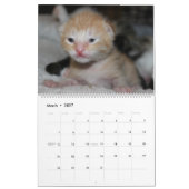 MOOIE FELINES KALENDER (Mar 2027)