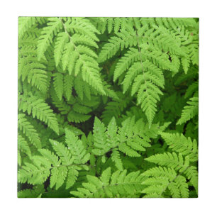 Mooie fernbladeren tegeltje