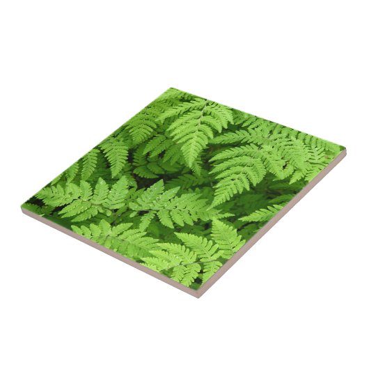 Mooie fernbladeren tegeltje (Zijkant)