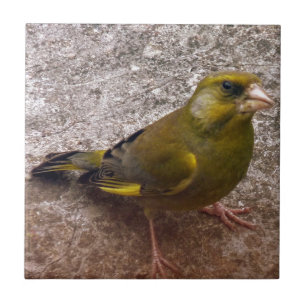 Mooie Finch Tegeltje