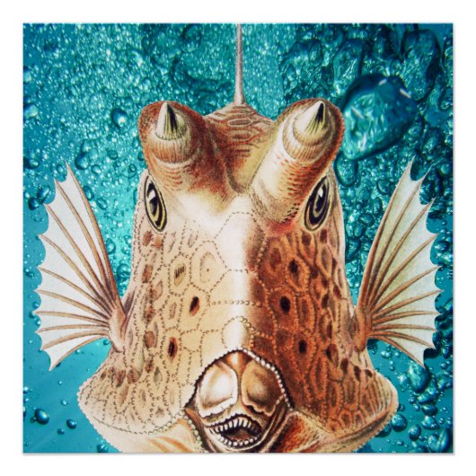 Mooie Fish Art van Earnst Haeckel Perfect Poster (Voorkant)