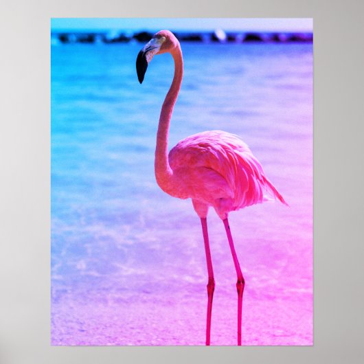 Mooie Flamingo in het water op een strand Poster (Voorkant)