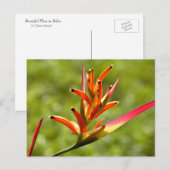Mooie Flora in Belize Briefkaart (Voorkant / Achterkant)
