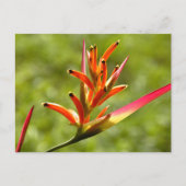 Mooie Flora in Belize Briefkaart (Voorkant)