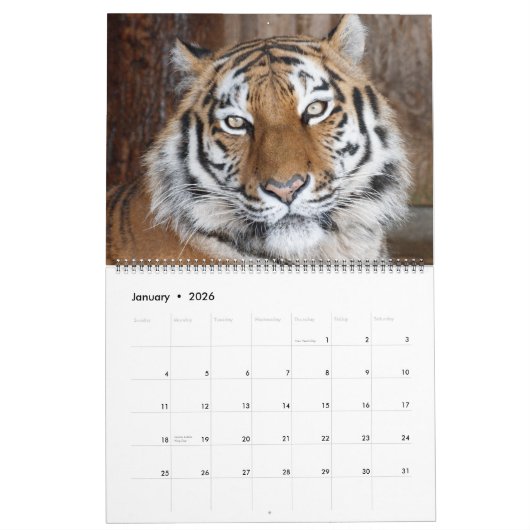 Mooie foto-kalender voor grote katten kalender (Jan 2026)