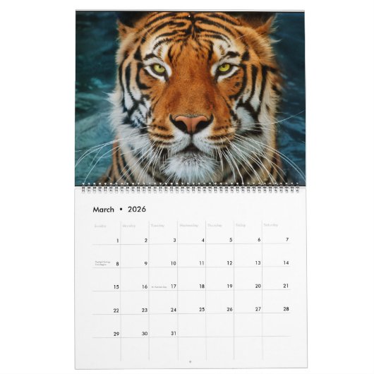 Mooie foto-kalender voor grote katten kalender (Mar 2026)