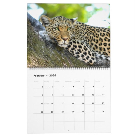 Mooie foto-kalender voor grote katten kalender (Feb 2026)