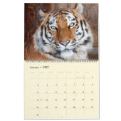 Mooie foto-kalender voor grote katten kalender (Jan 2027)