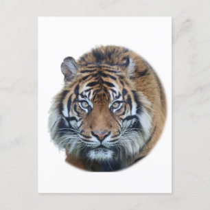 Mooie foto van Bengal Tiger Face Briefkaart