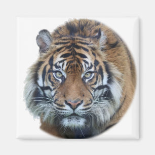 Mooie foto van Bengal Tiger Face Magneet