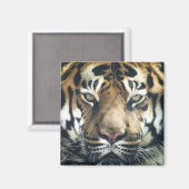 Mooie foto van Bengal Tiger Face Magneet (Voorkant / Achterkant)