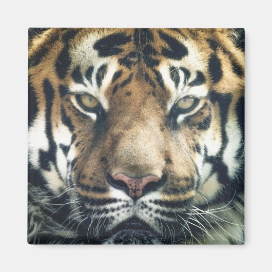 Mooie foto van Bengal Tiger Face Magneet (Voorkant)