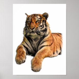 Mooie foto van Bengal Tiger Face Poster