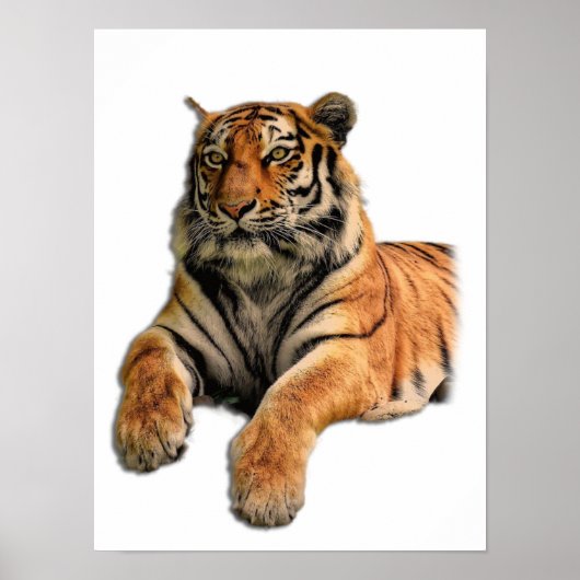 Mooie foto van Bengal Tiger Face Poster (Voorkant)