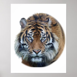 Mooie foto van Bengal Tiger Face Poster
