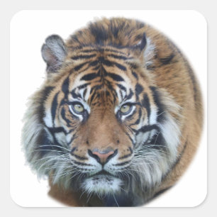 Mooie foto van Bengal Tiger Face Vierkante Sticker