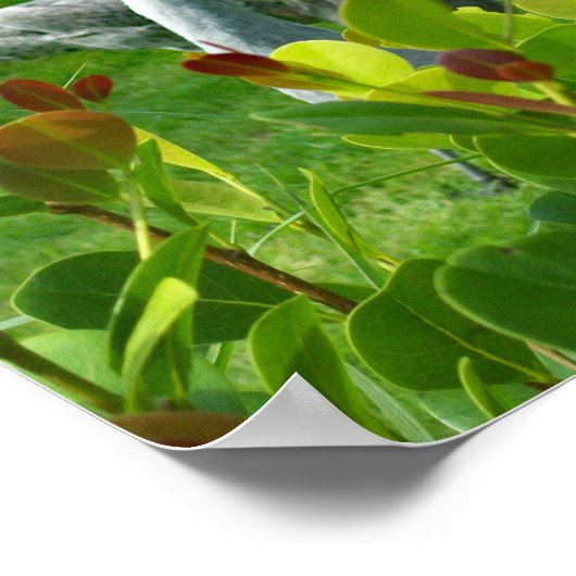 Mooie foto van Crane Bird Poster (Hoek)