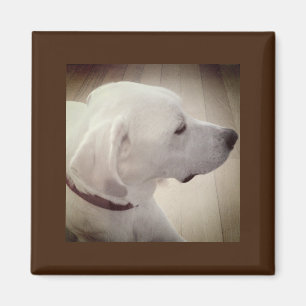 Mooie foto van dog magneet