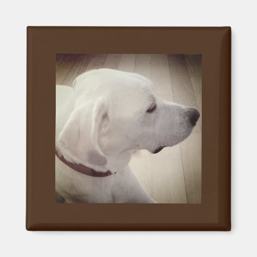 Mooie foto van dog magneet (Voorkant)