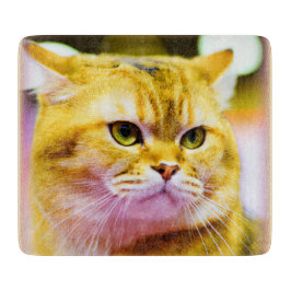 Mooie foto van een Cute Cat. Bestel nu Snijplank