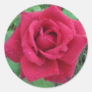 Mooie foto van een rode roze roodroos met een stek ronde sticker