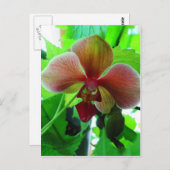 Mooie foto van exotische orchidee briefkaart (Voorkant / Achterkant)