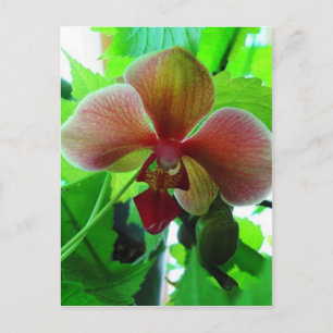 Mooie foto van exotische orchidee briefkaart