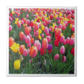 Mooie foto van het tulpfotoontwerp. tegeltje (Voorkant)
