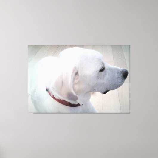 Mooie foto van het witte labrador Mix-dogprofiel Canvas Afdruk (Voorkant)