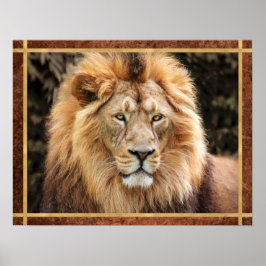 Mooie foto van Lion Face Poster