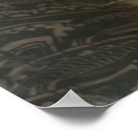 Mooie foto van Maine Coon Cat Preening Poster (Hoek)