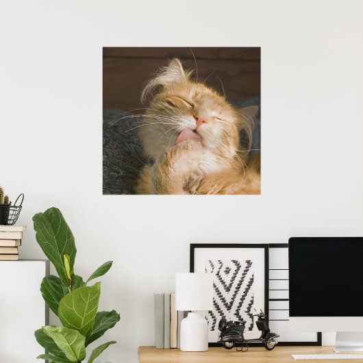 Mooie foto van Maine Coon Cat Preening Poster (Thuiskantoor)