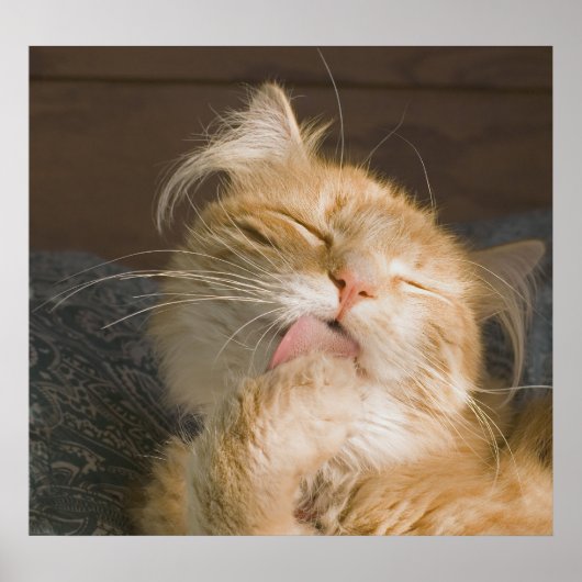 Mooie foto van Maine Coon Cat Preening Poster (Voorkant)