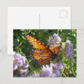 Mooie foto van Oranje monboogvlinder Briefkaart (Voorkant / Achterkant)