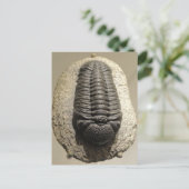 Mooie foto van Phacops trilobite fossiel Briefkaart (Staand voorkant)