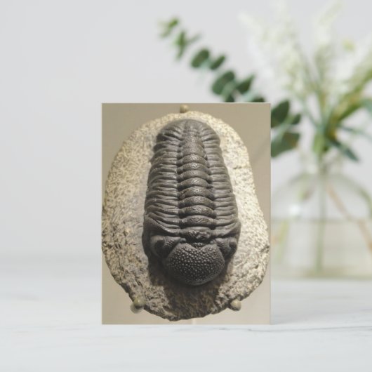 Mooie foto van Phacops trilobite fossiel Briefkaart (Staand voorkant)