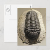 Mooie foto van Phacops trilobite fossiel Briefkaart (Voorkant / Achterkant)