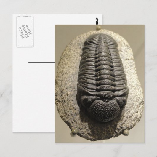Mooie foto van Phacops trilobite fossiel Briefkaart (Voorkant / Achterkant)