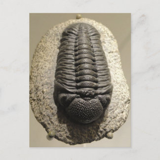 Mooie foto van Phacops trilobite fossiel Briefkaart