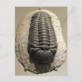 Mooie foto van Phacops trilobite fossiel Briefkaart (Voorkant)