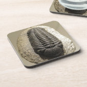 Mooie foto van Phacops trilobite fossiel Drankjes Onderzetter (Linkerzijde)