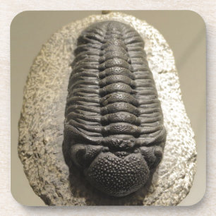 Mooie foto van Phacops trilobite fossiel Drankjes Onderzetter