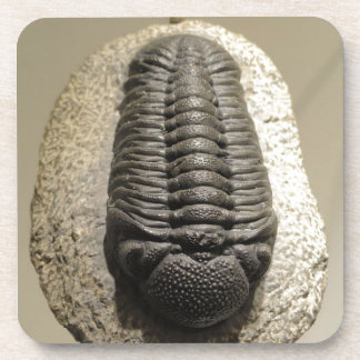 Mooie foto van Phacops trilobite fossiel Drankjes Onderzetter